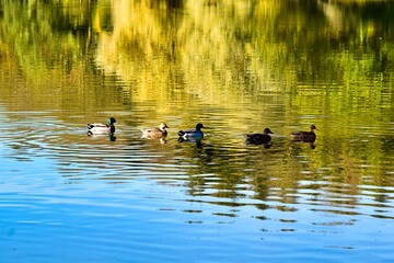 group of savage ducks on the lake