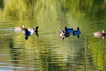 group of savage ducks on the lake