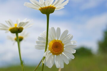 daisy against sky