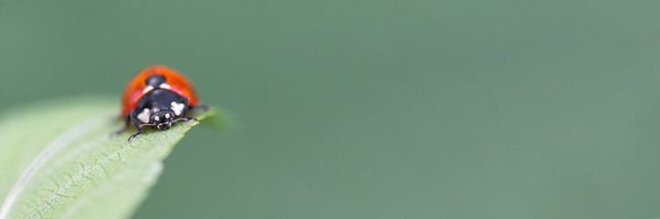 ladybug sitting on a green leaf