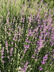 Naklejka premium field of flowers