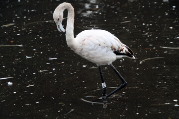 A close up of a Flamingo in the water