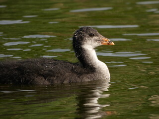 Juvenile Eurasian coot (Fulica atra) swimming in the pond, Poland