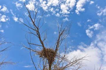 nest on dry tree against blue sky