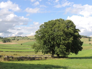 rural landscape with tree and blue sky.
