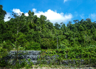 A wall of stones covered with mesh and a dense forest behind it.