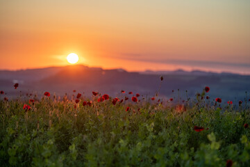 Série champ de coquelicots au levé du jour, Orbe, Suisse