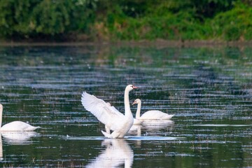 portrait of white swan on the lake © NAEPHOTO