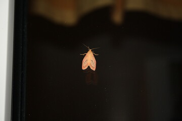rosy footman moth (Rosenmotte) on window
