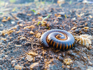 snail on the sand