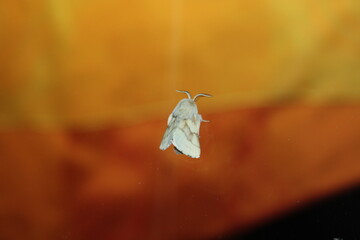 eggar moth (Glucke) on window