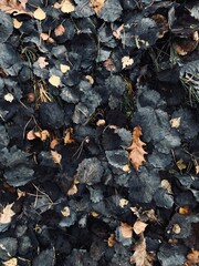 leaves on the ground