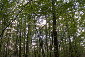 trees in the forest