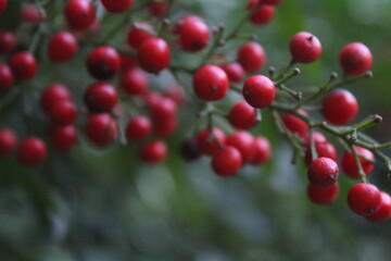 fruto vermelho