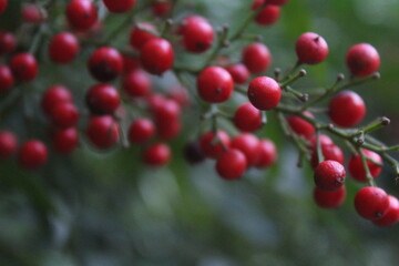 Obraz premium fruto vermelho