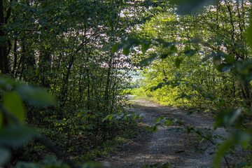 spring in the forest