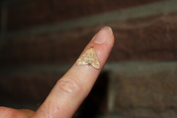 meadow moth (Rübenzünsler) on finger 