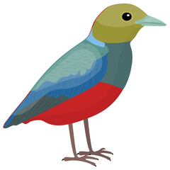 
Colorful bird with feathers and beak