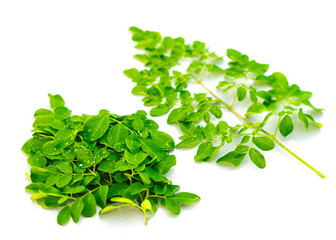 Young fresh leaves of Moringa drumstick with water drops isolated on white background