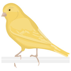 
Colorful bird with feathers and beak