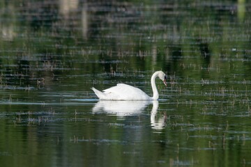 portrait of white swan on the lake