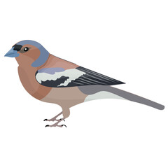 A cute small bird in brown and white color 