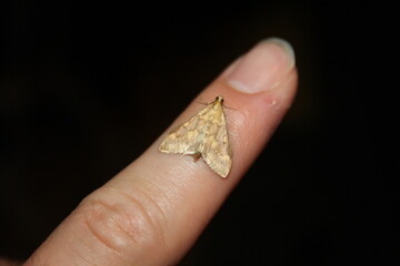 meadow moth (Rübenzünsler) on finger (close-up)
