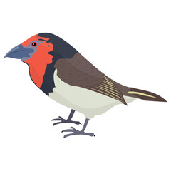 
Small cute bird with small beak and red throat depicting european robin 
