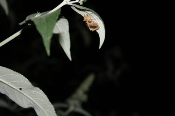 Silver Y moth on a leaf