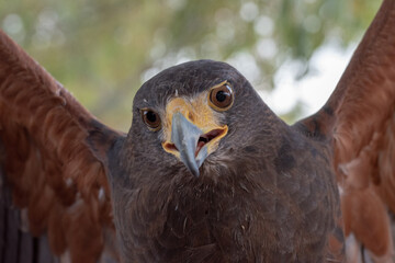 red tailed hawk