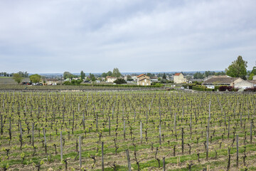 Famous Vineyard of Saint-Emilion. This vineyard make up the first vineyards in the world to award...