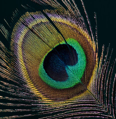 peacock feather detail