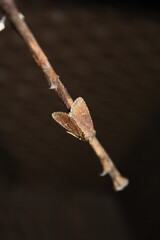 Moth sitting on a stick