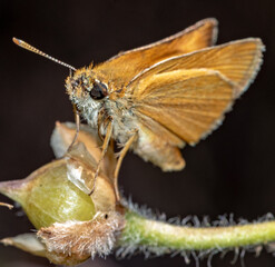 butterfly on leaf
