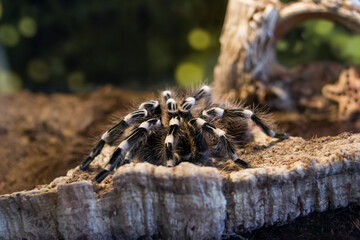 Spider brachypelma auratum in a terrarium closeup