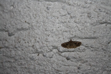 butterfly on white wall
