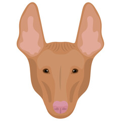 
A brown dog with pointed ears representing Pembroke Welsh
