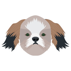 
A toy dog cute faced with furry face, cavalier king 
