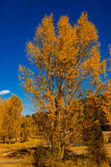 A willow tree in full fall colors