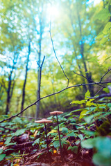 Mushroom growing on forest floor in autumn