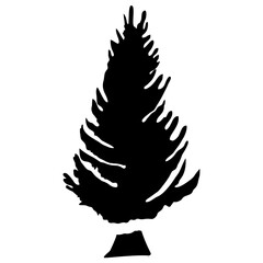 
Fluffy young branch fir tree, coniferous tree 
