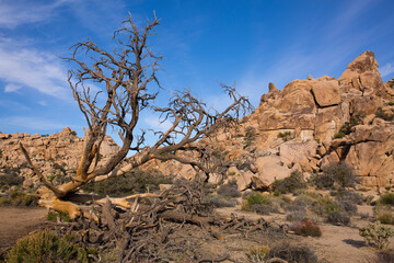 A dead tree lies among rock formations in Joshua Tree National Park in California
