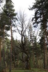 Cistierna. León. Castilla y León