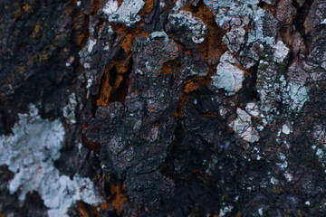 Abstract wood grain texture with natural wood pattern for design and decoration. Dark brown and black wooden background. Rock texture and fallen dry leaves background. Beautiful green leaf background