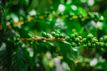 close up of a  coffee plant