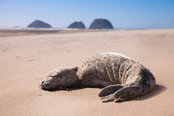 Fototapeta na wymiar A sea lion pup rests on the beach in Netarts, Oregon 