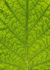 Fototapeta na wymiar Green textured surface of a tree leaf. Macro. Close-up.