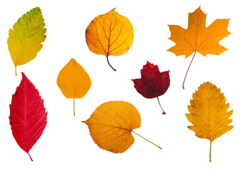 A collection of different autumn leaves isolated on a white background.