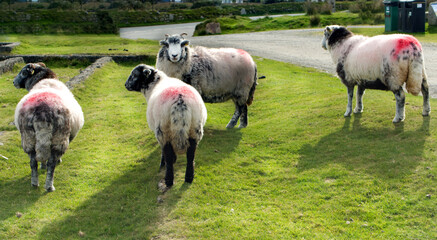 Moorland sheep at Minions on Bodmin Moor, Cornwall, UK