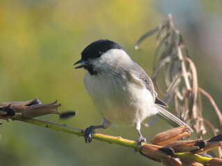 Marsh tit (Poecile palustirs) perching on a beautiful perch, full of flowers, with sea buckthorn branch behind it, and a very blurry clear natural green background behind it.